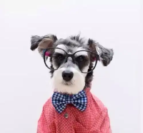 狗狗老是软便是什么原因
