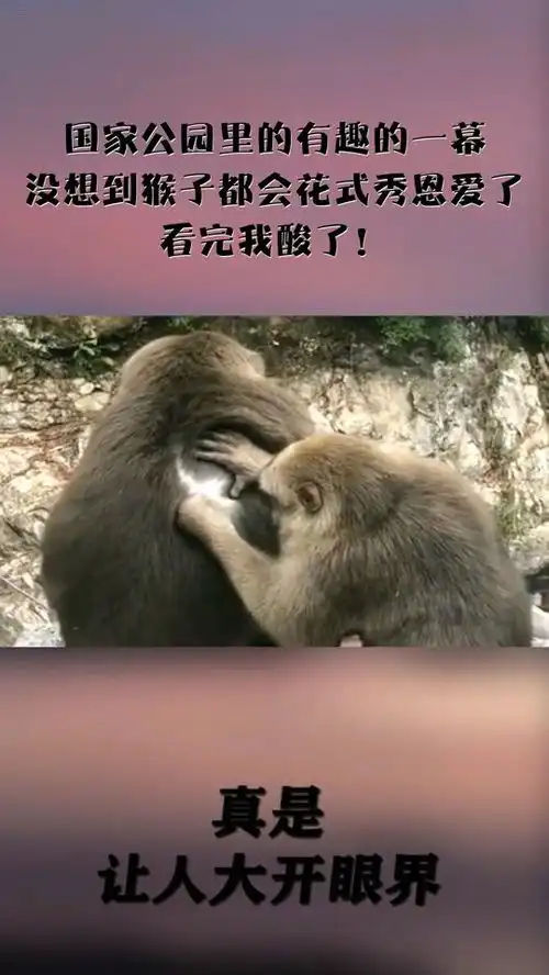 国家公园里的有趣的一幕,没想到猴子都会花式秀恩爱了,看完我酸了
