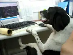 动物与电脑的趣图
