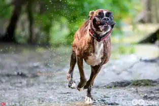 汪界表情帝匈牙利摄影师抓拍爱犬搞笑日常
