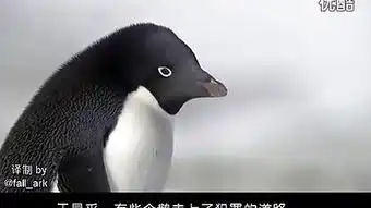 搞笑企鹅

