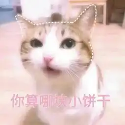 可爱猫咪搞笑带字头像2018最新版或许适合真的比喜欢重要
