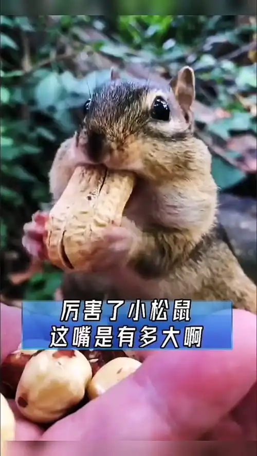 小松鼠的嘴是有多大搞笑配音
