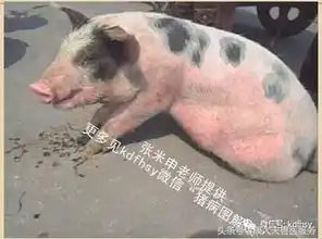 干货实图详解猪突然皮肤发红是啥病
