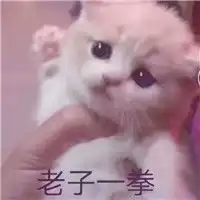 爆照的小仙女超搞笑带字猫咪表情包头像
