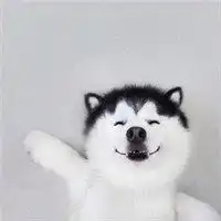 哈士奇情侣狗狗头像微信头像图片大全
