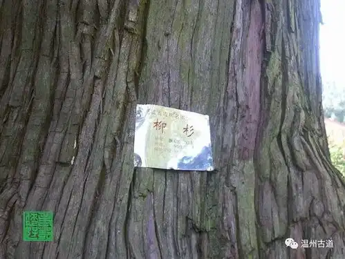 温州有个全部姓林的人文古村湖上垟,村里有个文物百岁坊
