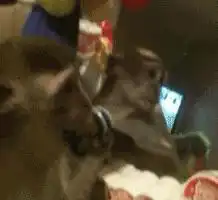 当你不小心按到手机前置摄像头之后的表情转载
