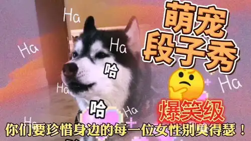 搞笑搞笑视频搞笑配音搞笑动物配音搞笑段子
