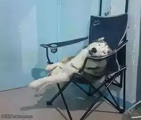 搞笑图片美女为了拍个照,也是够拼的了
