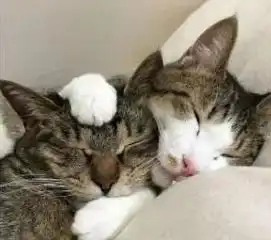 三只猫咪抱团睡觉,这睡姿真是逆天了,让人见了笑个不停
