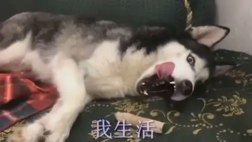 没养哈士奇的人不懂,这就是养了二哈的结果,太搞笑了
