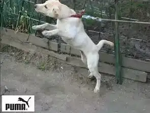 这些罕见的照片,也真够无厘头的
