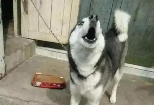 家有恶犬生人勿进,可这小黑狗算什么
