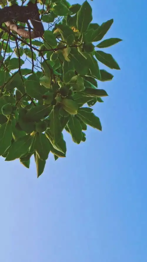 嘿今日份lyu壁纸已上线,为你带来清凉一夏
