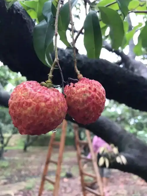 如果你没有吃过镇隆荔枝,你不会知道...
