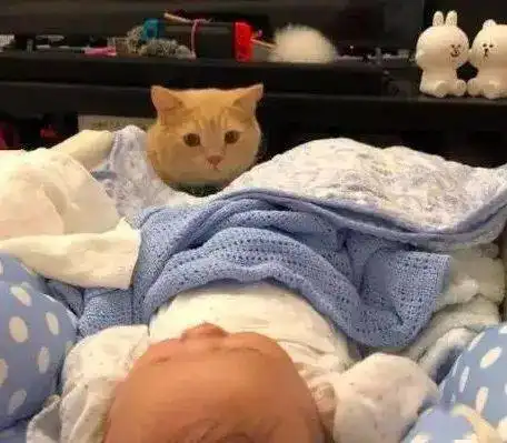 猫咪喜欢偷偷跑进孩子房间,跟过去看了看,被猫咪做的动作暖到了主子
