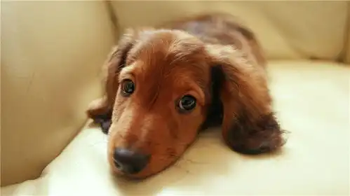 狗狗不开心的4个表现,看看你家狗狗中枪没
