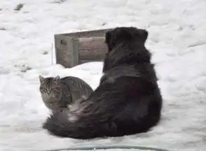 有一天家里的狗死了,猫的反应让人心碎
