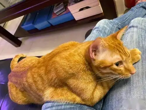 养了只橘猫,胖也是挺胖,关键还一身肌肉,好怕怕网络
