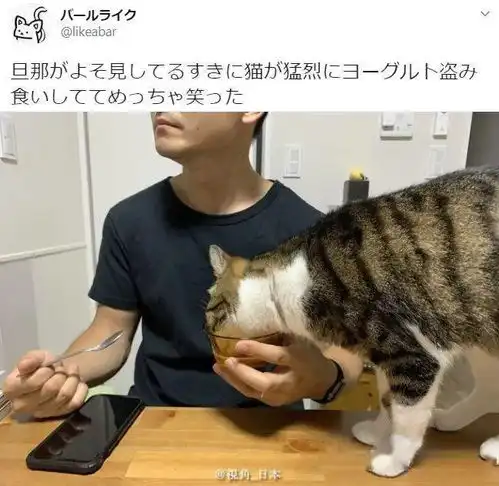 今日趣闻突然拔剑的柴犬假如银魂现在还在连载等
