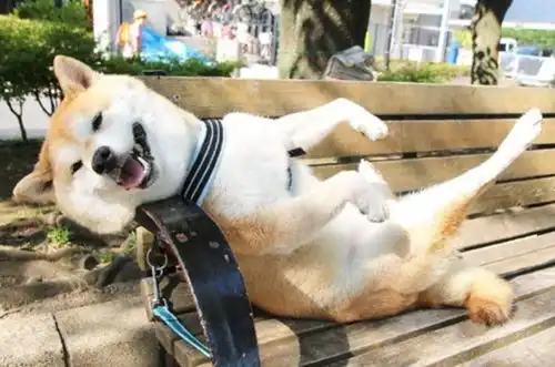 狗狗走路不稳腿瘸怎么办
