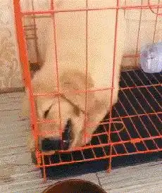 搞笑趣图你的后座有小姐姐么正确的乘坐姿势,要考
