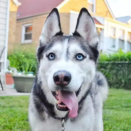 二哈也能当搜救犬这只哈士奇颠覆了我的认知
