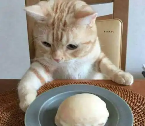 资深吃货小猫咪一看到东西它的表情就亮了,简直不要太搞笑
