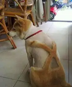 段子以后再也不要说能做到猪都会上树了这下看还说什么
