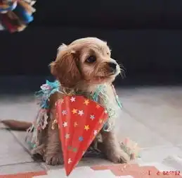 养只串串狗很丢人吗
