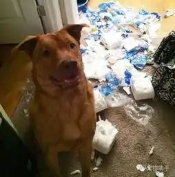 养狗前后对比,你中了几枪
