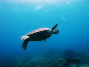 诗巴丹游记
