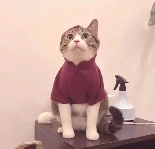 有什么好的萌宠头像推荐一下主要猫猫狗狗的
