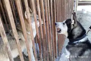 哈士奇在动物园看到豹子后,二哈的表情变化有点大
