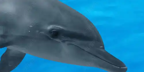神作海底世界海豚3d立体浴室客厅地板地画图片素材下载
