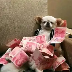 2017双十一单身狗头像萌狗搞笑双十一专属的个性头像
