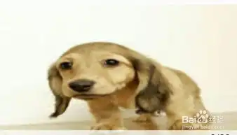 如何管理宠物狗

