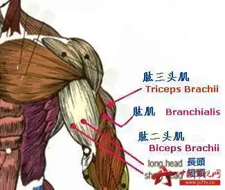 怎么健身才能达到铁壁效果

