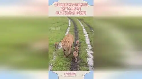 母狮带着孩子挖煤归来,场面太过搞笑,和人类也没什么区别
