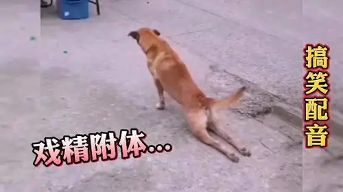 狗子戏精附体,又开始了它的表演......

