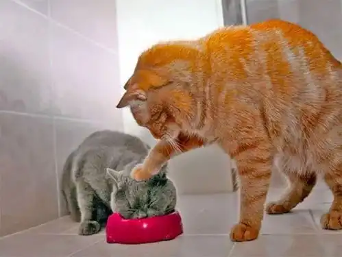 真正的猫奴,把猫咪的搞笑照片做成模型,太魔性
