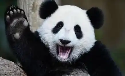 中国第一只被退回的熊猫,原因很搞笑,马来西亚实在是养不起了
