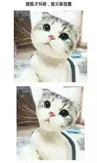 圆脸比瓜子脸好看,不服就进来看
