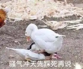层出不穷的搞笑图片
