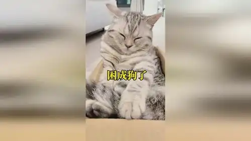 玩累了的小猫咪困成狗了
