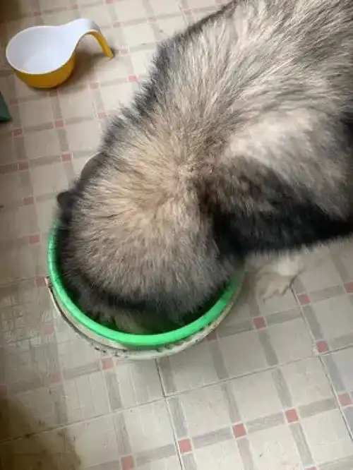 激萌动物家养宠物哈士奇爆笑动物人宠互动阿拉斯加犬小奶狗
