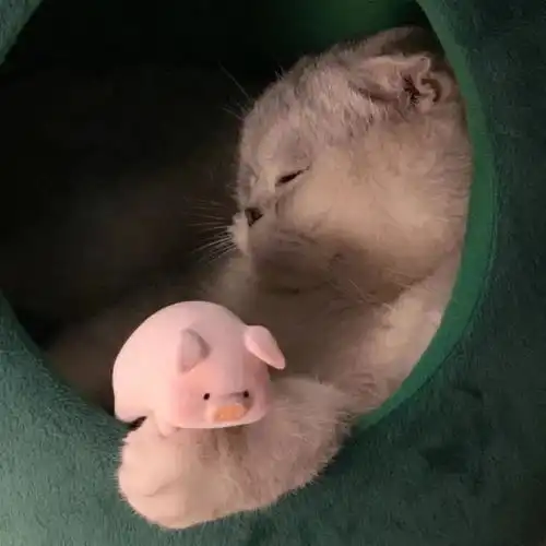 潇洒威猛霸气的宠物的名字吸引眼球可爱点
