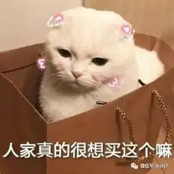可爱猫咪表情包搞笑文字头像
