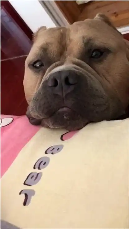 要成精的恶霸犬,太搞笑了,真是呆呆傻傻的
